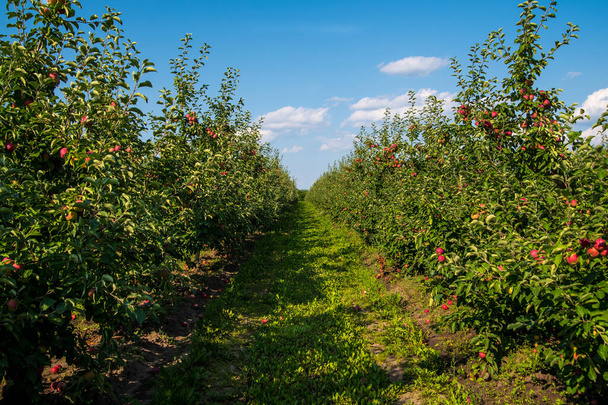 Appelboomgaard met rode appels tegen de hemel, close-up, kopieerruimte, peizage - Foto, afbeelding