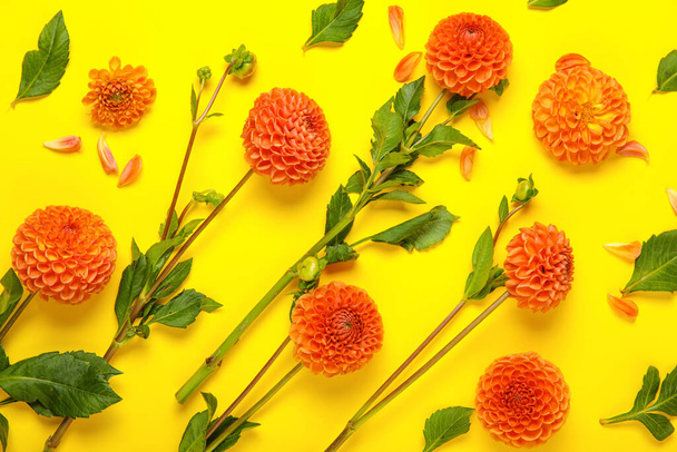 Composition with beautiful dahlias on yellow background, closeup - Foto, afbeelding