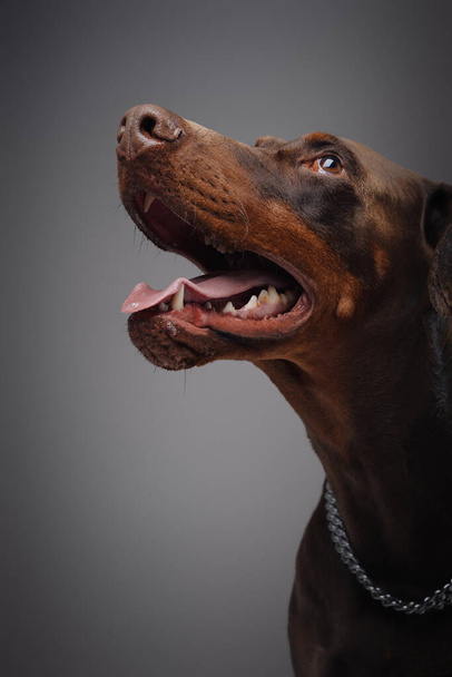 Snímek hlavy psa doberman s límcem proti šedému pozadí - Fotografie, Obrázek