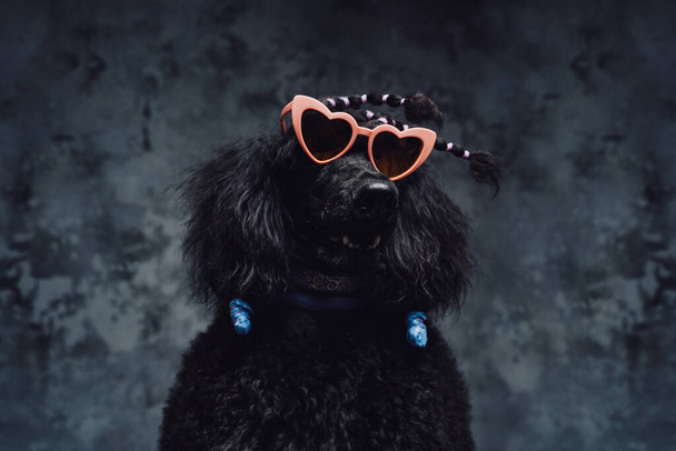 Rozkošný černý pudl pes se slunečními brýlemi ve tvaru srdce - Fotografie, Obrázek