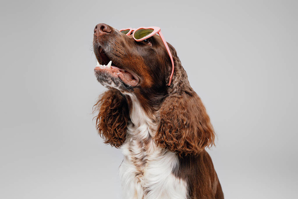Elegante cane primaverile inglese con occhiali da sole a forma di cuore - Foto, immagini