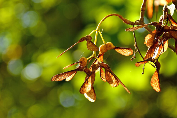 maple seeds in autumn on a tree with blurred, green background - Fotó, kép