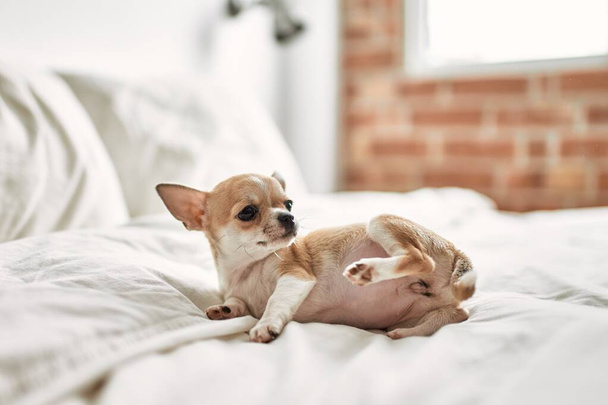 Bello piccolo cucciolo di chihuahua in piedi sul letto curioso e felice, sano cane babby carino a casa - Foto, immagini