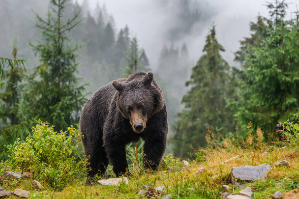Wild Brown Bear (Ursus Arctos) in the autumn forest. Animal in natural habitat. Wildlife scene - Photo, Image