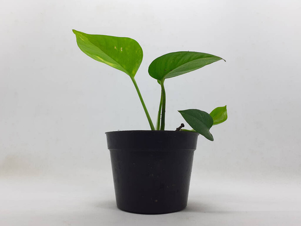 Красива рослина природного зеленого кактуса в чистому керамічному горщику з камінням аксесуари на білому ізольованому тлі
 - Фото, зображення