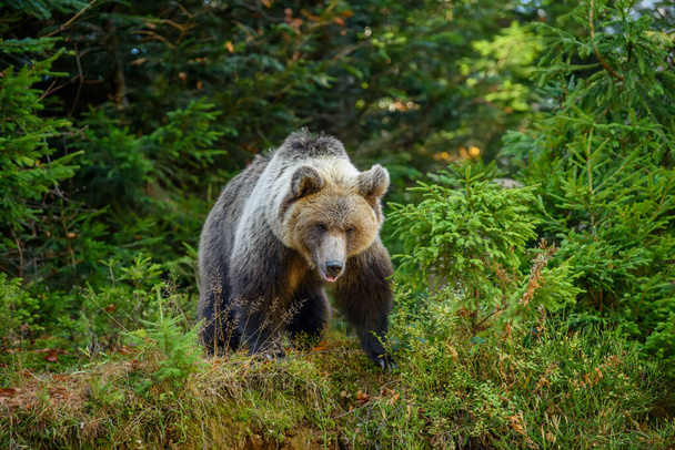 Wild Brown Bear (Ursus Arctos) στο φθινοπωρινό δάσος. Ζώο σε φυσικό περιβάλλον. Άγρια ζωή σκηνή - Φωτογραφία, εικόνα