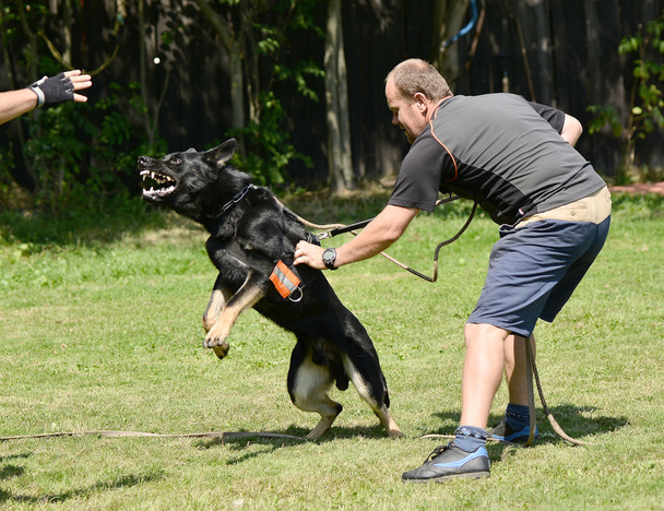 Treinamento de cães
 - Foto, Imagem