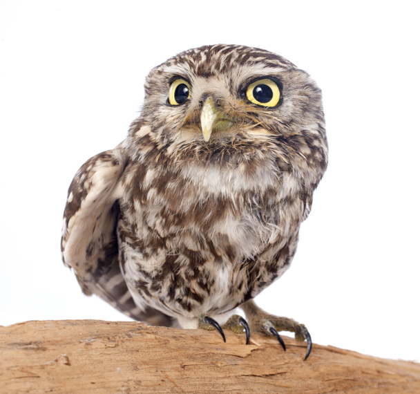 Little owl - Фото, зображення