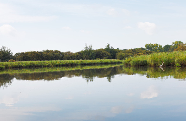 γκρι ερωδιός κοντά πράσινη ακτή Briere Marsh, Γαλλία - Φωτογραφία, εικόνα
