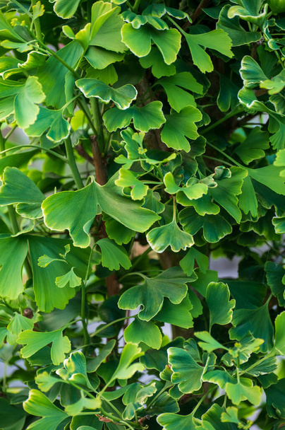 Raccolta botanica, giovani orecchi verdi di piante medicinali ginkgo biloba primo piano - Foto, immagini