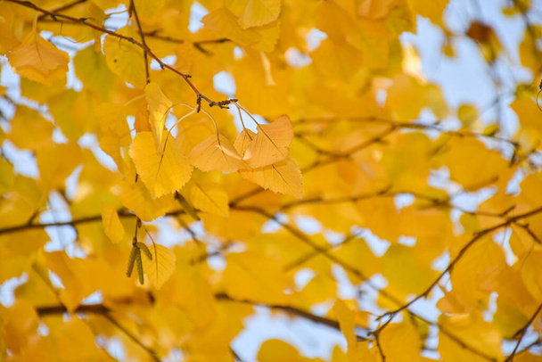 Principios del otoño en el jardín, hojas amarillas, bajo el dosel de los árboles. Guirnalda de otoño en el fondo. - Foto, imagen