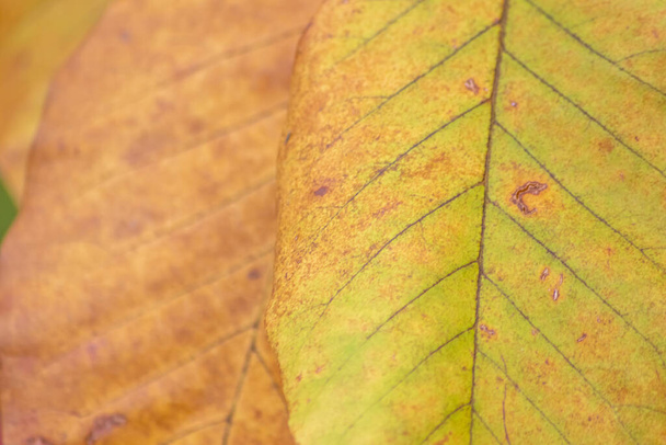 Las hojas coloridas en otoño y otoño brillan en la luz de fondo y muestran sus venas de hojas a la luz del sol con colores naranja, rojo y amarillo como hermoso lado de la naturaleza en la estación fría. - Foto, Imagen
