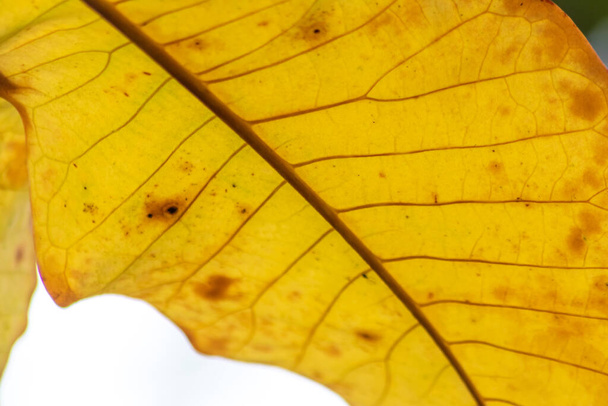 Kleurrijke bladeren in de herfst en herfst schijnen helder in de achtergrondverlichting en tonen hun bladnerven in het zonlicht met oranje, rode en gele kleuren als mooie kant van de natuur in het koude seizoen - Foto, afbeelding