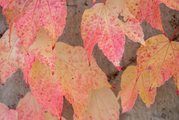 Folhas coloridas no outono e outono brilham na luz de fundo e mostram suas veias foliares na luz solar com cores laranja, vermelha e amarela como belo lado da natureza na estação fria. - Foto, Imagem