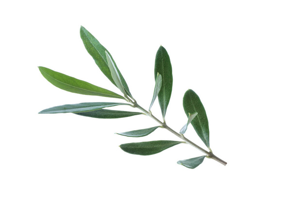 Olive green branch isolated on white background. Ssymbol of peace - Foto, immagini