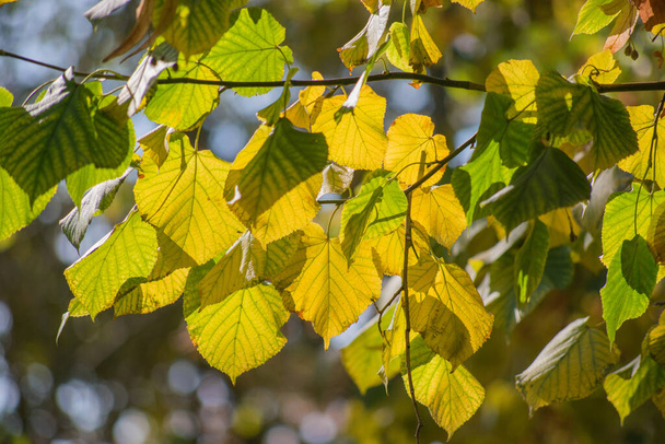 Multicolored autumn maple leaves as background. - Fotoğraf, Görsel