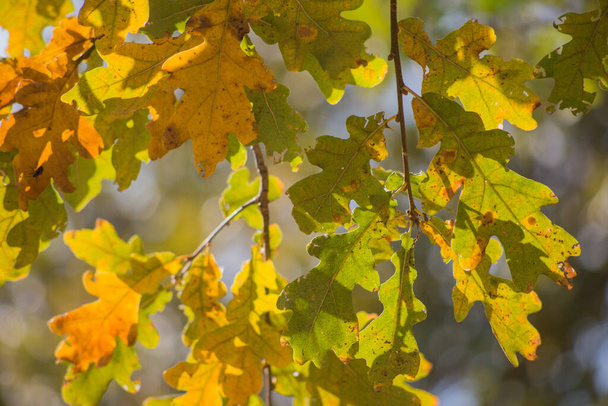 Πολύχρωμα φθινοπωρινά φύλλα σφενδάμου ως φόντο. - Φωτογραφία, εικόνα