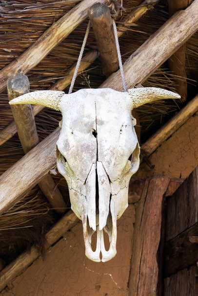 hayvan kafatası - boynuzlu bir inek kafatası, ahşap bir kirişe asılı, yakın plan ve ön görüş - Fotoğraf, Görsel