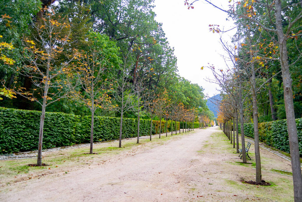Φθινοπωρινό τοπίο κατά μήκος του δρόμου με κίτρινα και καφέ φύλλα στο έδαφος και μερικά στα κλαδιά των δέντρων, στον κήπο του Granja de San Ildefonso, στη Σεγκόβια, Ισπανία. Οριζόντια φωτογραφία. - Φωτογραφία, εικόνα