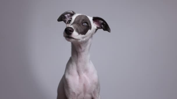 Cute pet whippet puppy portrait - Footage, Video