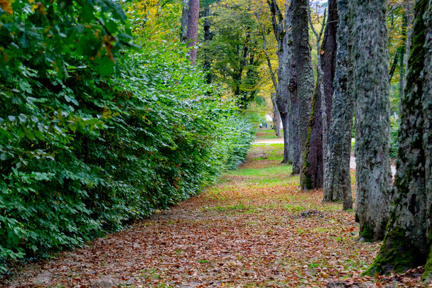 Φθινοπωρινό τοπίο κατά μήκος του δρόμου με κίτρινα και καφέ φύλλα στο έδαφος και μερικά στα κλαδιά των δέντρων, στον κήπο του Granja de San Ildefonso, στη Σεγκόβια, Ισπανία. Οριζόντια φωτογραφία. - Φωτογραφία, εικόνα