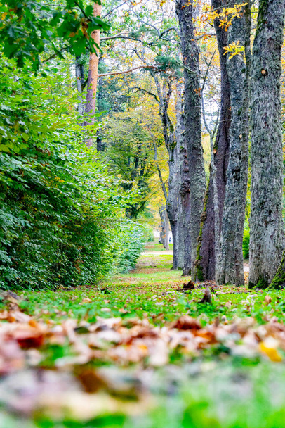 Paisagem de outono ao longo da estrada com folhas amarelas e marrons no chão e algumas nos galhos das árvores, no jardim da Granja de San Ildefonso, em Segóvia, Espanha. Fotografia vertical. - Foto, Imagem