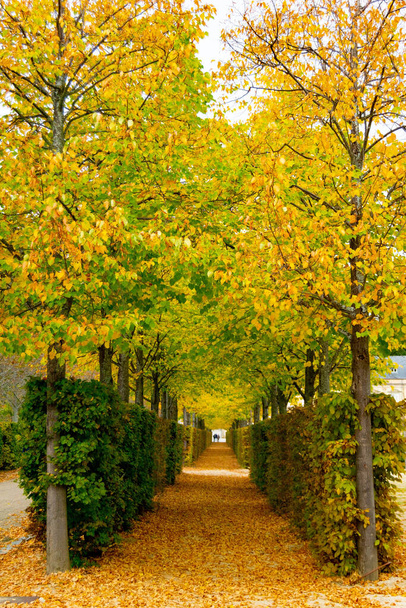 Paysage automnal le long de la route avec des feuilles jaunes et brunes sur le sol et certaines sur les branches des arbres, dans le jardin de la Granja de San Ildefonso, à Ségovie, en Espagne. Photographie verticale. - Photo, image