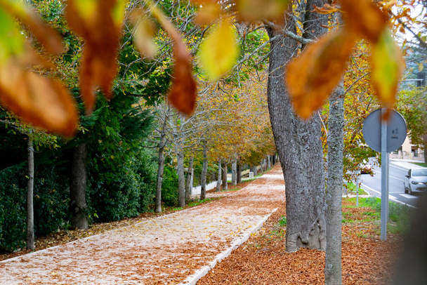Paysage automnal le long de la route avec des feuilles jaunes et brunes sur le sol et certaines sur les branches des arbres, dans le jardin de la Granja de San Ildefonso, à Ségovie, en Espagne. Photographie horizontale. - Photo, image