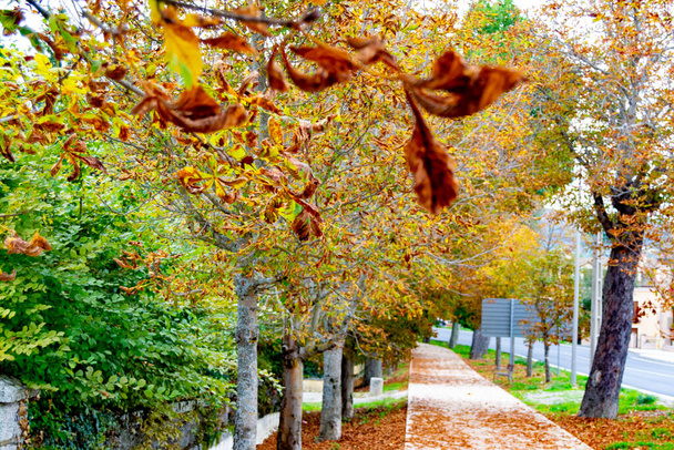 Paysage automnal le long de la route avec des feuilles jaunes et brunes sur le sol et certaines sur les branches des arbres, dans le jardin de la Granja de San Ildefonso, à Ségovie, en Espagne. Photographie horizontale. - Photo, image