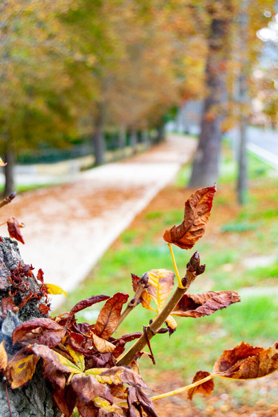 Paesaggio autunnale lungo la strada con foglie gialle e brune a terra e alcune sui rami degli alberi, nel giardino della Granja de San Ildefonso, a Segovia, Spagna. Fotografia verticale. - Foto, immagini
