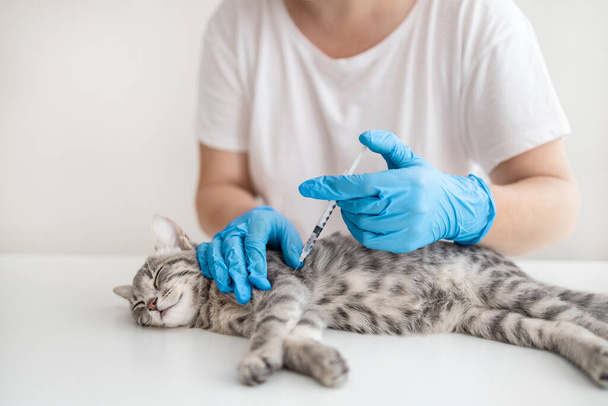 Doctor veterinarian giving injection insulin to a cat at the veterinary clinic. Veterinary medicine concept. - Photo, Image