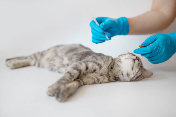 Médico veterinario inyectando para gatito. Vacunación de animales. gato doméstico para su examen en una clínica veterinaria, manos de un veterinario. - Foto, imagen
