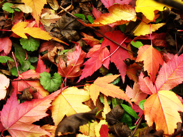 Bright autumn leaves banner for social networks - Photo, image