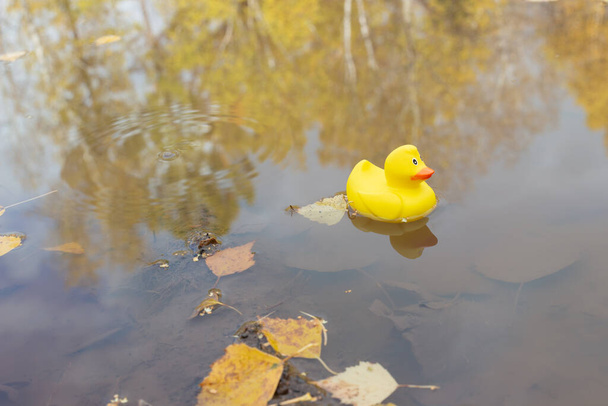Bright yellow rubber duck toy floating in the autumn puddle with fallen leaves. Reflection from trees in muddy water surface. - Photo, Image