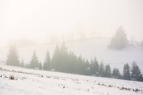 туманная утренняя погода зимой. ели на заснеженных холмах. волшебные природные пейзажи в холодное время года - Фото, изображение