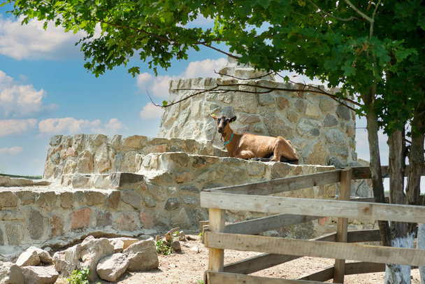 Francia kecskecsorda egy zöld gazdaságban - Fotó, kép