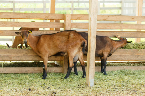 Manada francesa de cabras en una granja verde - Foto, imagen