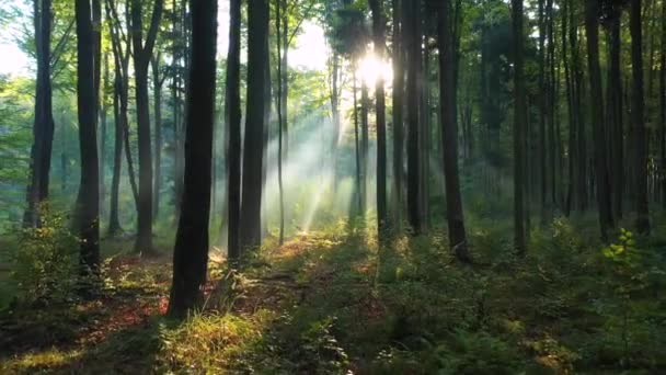 Beautiful morning in green forest - Footage, Video