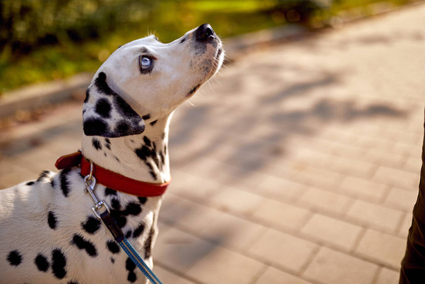 A cute dalmatian on the walk on a beautiful day in the park. Pet, friend, walk - Photo, image
