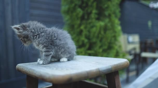 Милий смугастий пухнастий маленький кошеня сидить на дерев'яному стільці на відкритому повітрі
 - Кадри, відео