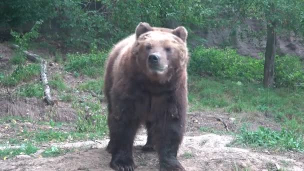 Καμτσάτκα καφέ αρκούδα, Ursus arctos beringianus - Πλάνα, βίντεο