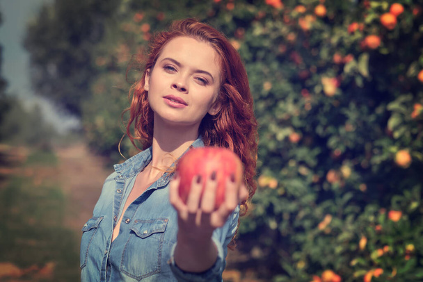 Obstbäuerin erntet Äpfel in ihrem Korb - Foto, Bild