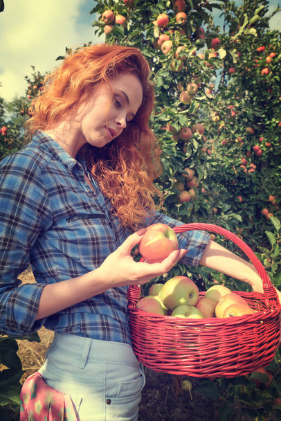 Fruit farmer woman harvesting apples in her basket - Zdjęcie, obraz