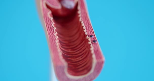 Розкладка жіночої репродуктивної системи на синьому фоні фільму 4k
 - Кадри, відео
