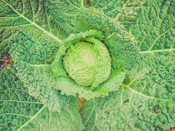 Retro look Cabbage picture - Fotoğraf, Görsel