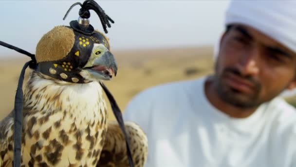 Pták v sokolnictví kapuce s mužské vlastníkem - Záběry, video