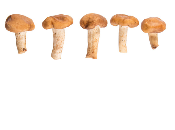 Edible Mushroom - Photo, Image