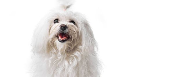 Beautiful and cute white bichon maltese dog over isolated background. Studio shoot of purebreed bichon puppy. - 写真・画像