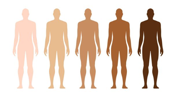 Férfi emberi modell különböző bőrtónusokkal. - Vektor, kép