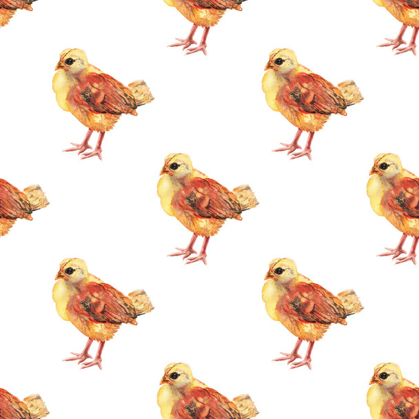 Seamless pattern with watercolor image of chicken. - Foto, Bild